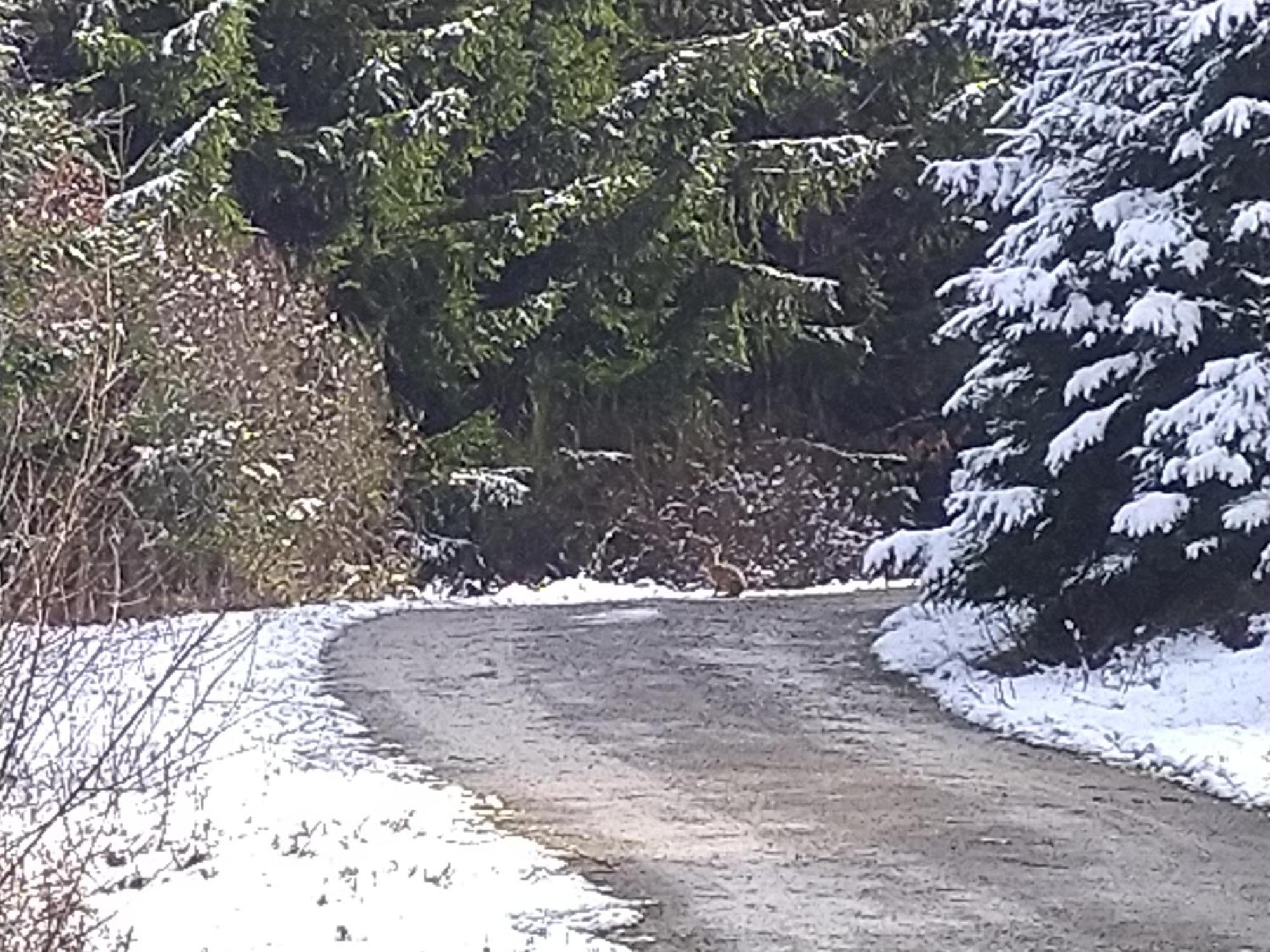 Urlaub Mit Hund Auf Dem Bauernhof Hofswald Apartamento Euscheid Exterior foto