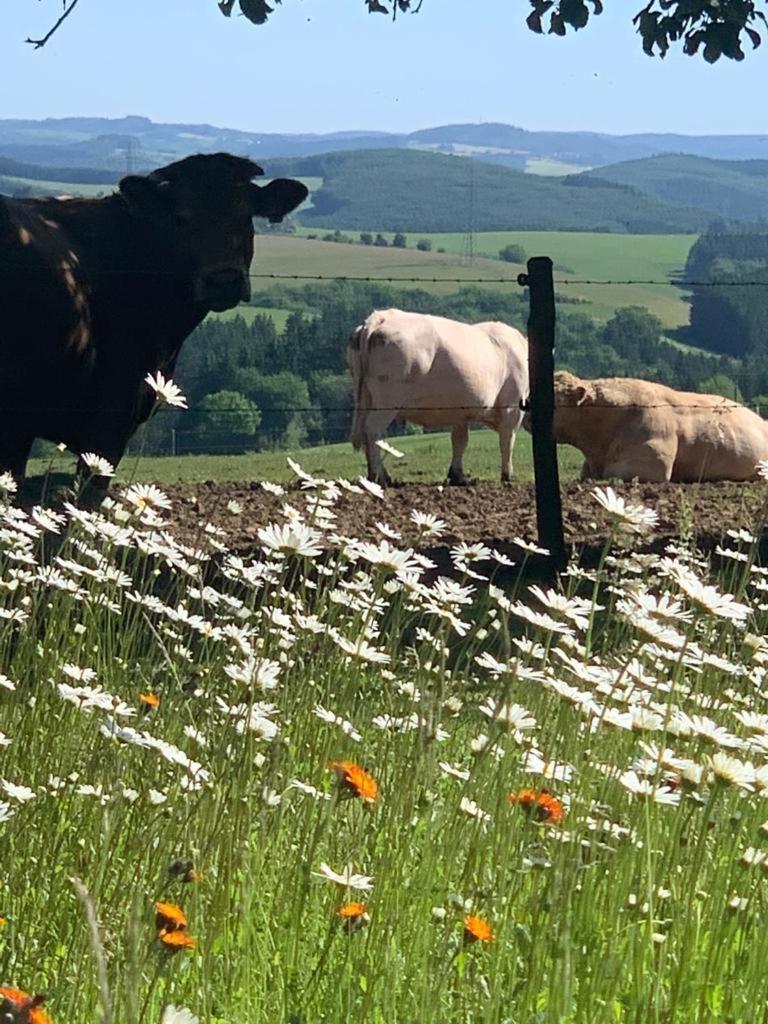 Urlaub Mit Hund Auf Dem Bauernhof Hofswald Apartamento Euscheid Exterior foto
