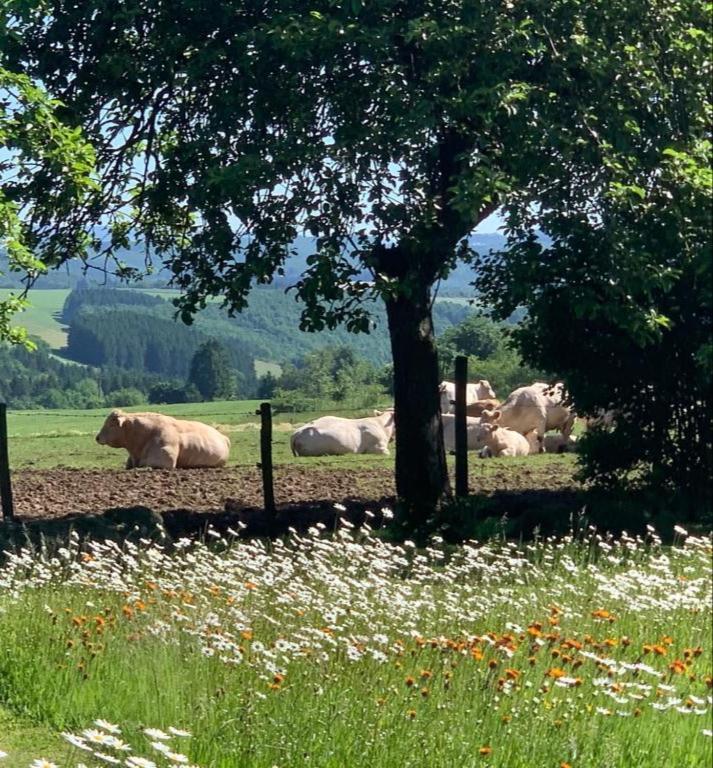 Urlaub Mit Hund Auf Dem Bauernhof Hofswald Apartamento Euscheid Exterior foto