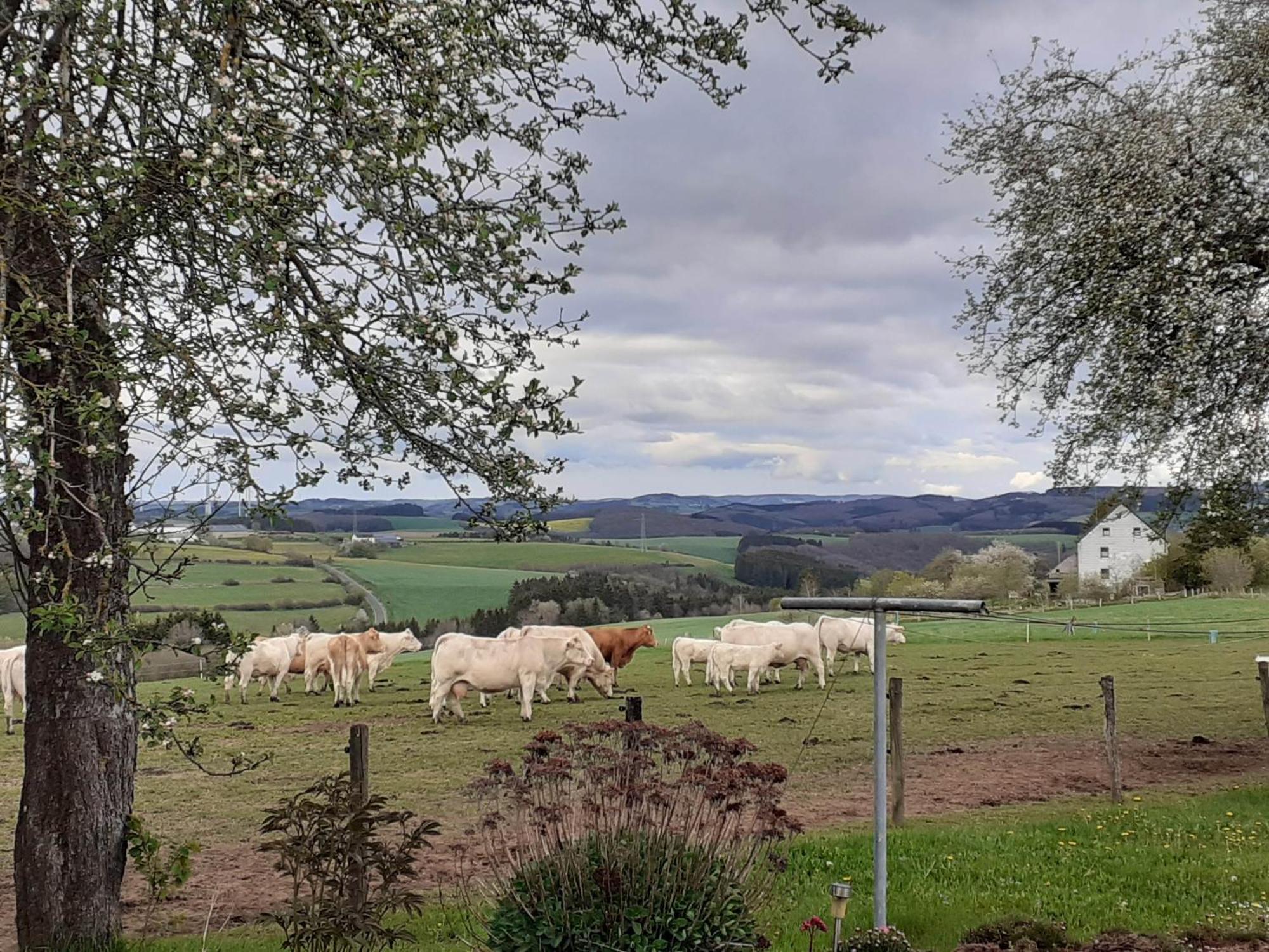 Urlaub Mit Hund Auf Dem Bauernhof Hofswald Apartamento Euscheid Exterior foto