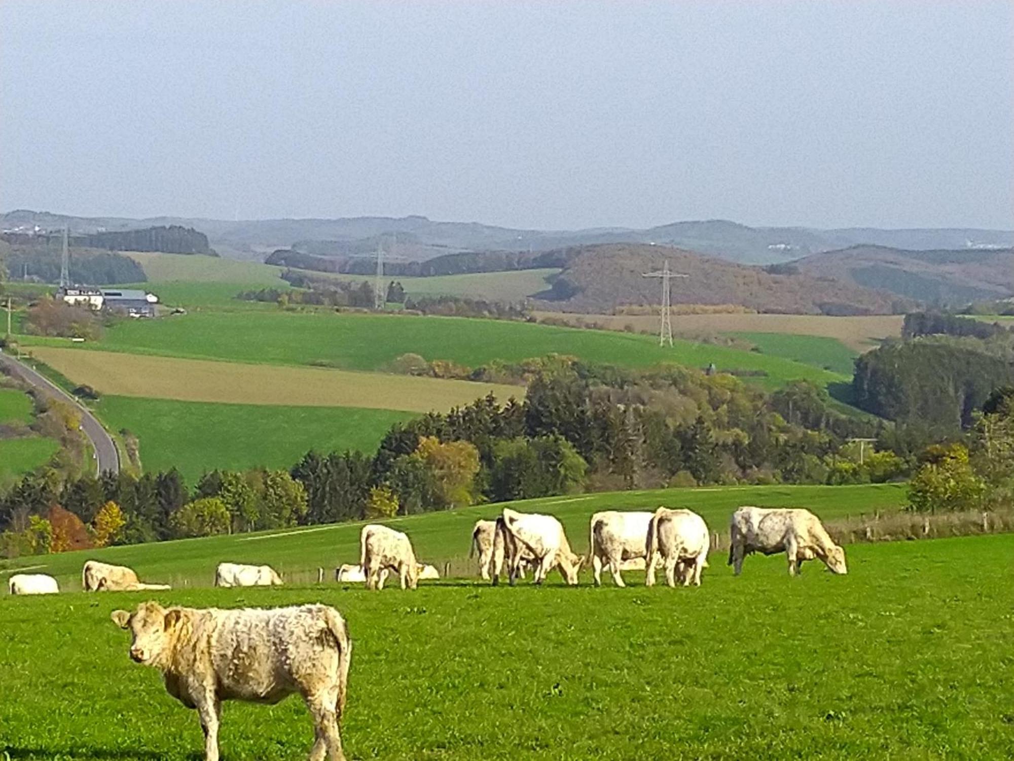 Urlaub Mit Hund Auf Dem Bauernhof Hofswald Apartamento Euscheid Exterior foto
